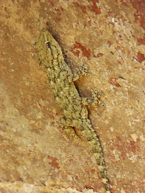gecko  dragon  reptile