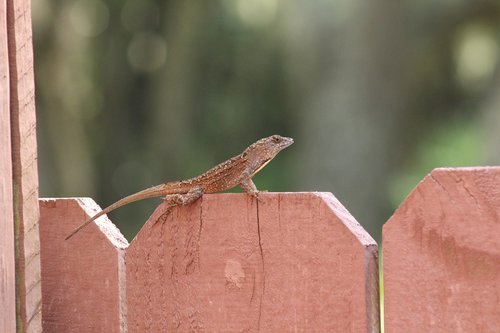 gecko  lizard  nature