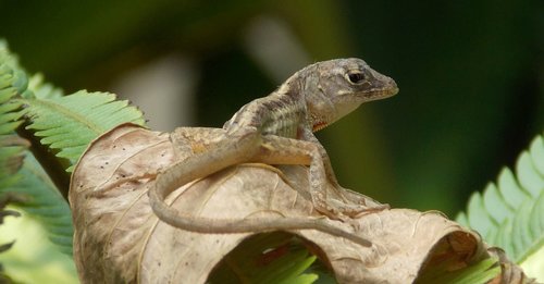 gecko  lizard  reptile