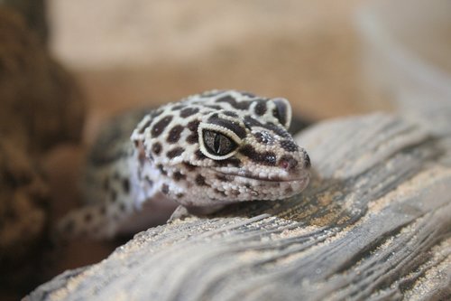 gecko  leopard gecko  geckos