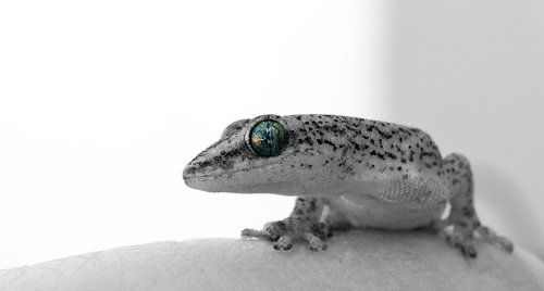 gecko  eye  lizard