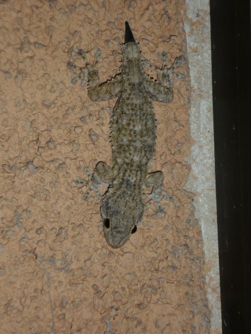 gecko mediterranean reptile