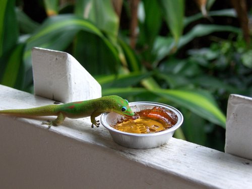 gecko  hawaii  animal