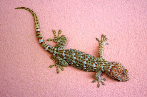 gecko  giant gecko  lizard