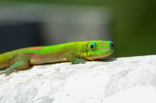 gecko  hawaii  animal