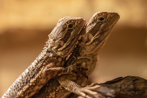 gecko  reptile  lizard