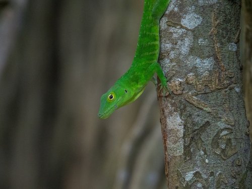 gecko  tree  lizard