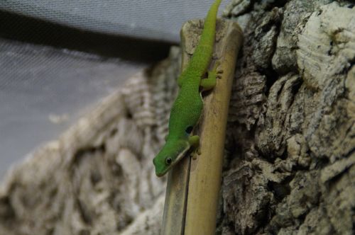 gecko green lizard