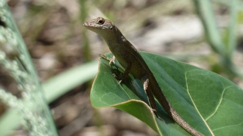 gecko lizard close-up