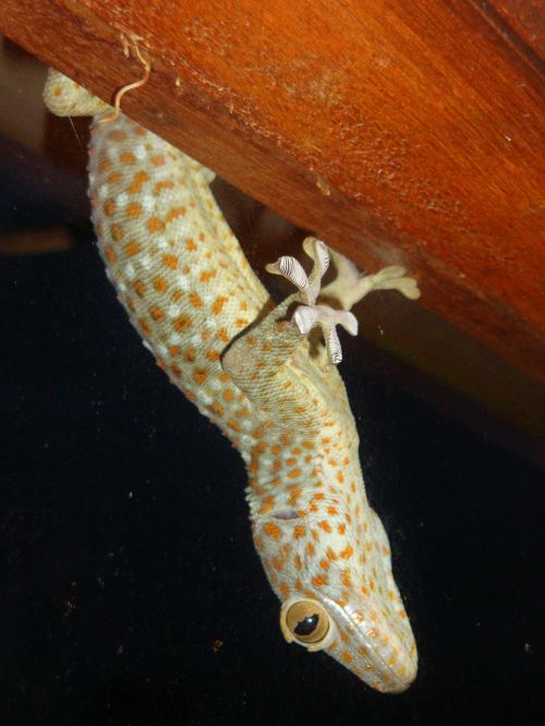 gecko lizard animal
