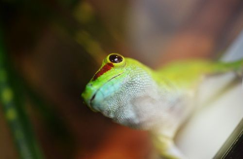 gecko animal reptile