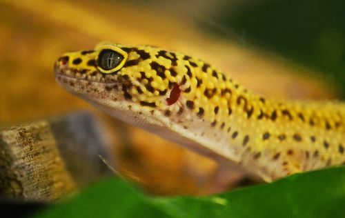 gecko leopard gecko lizard