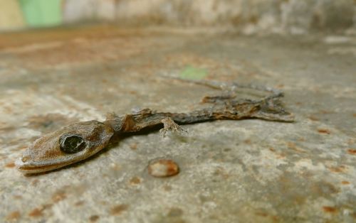 gecko nature dead