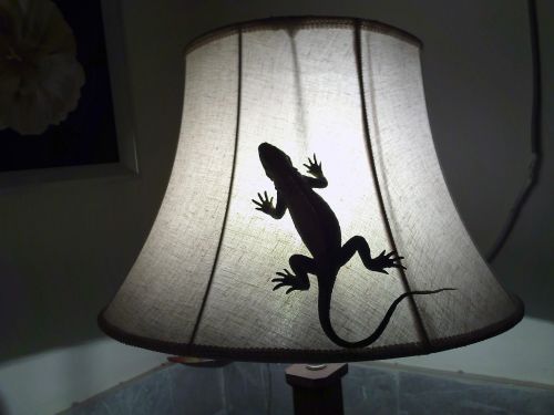 gecko lizard reptile