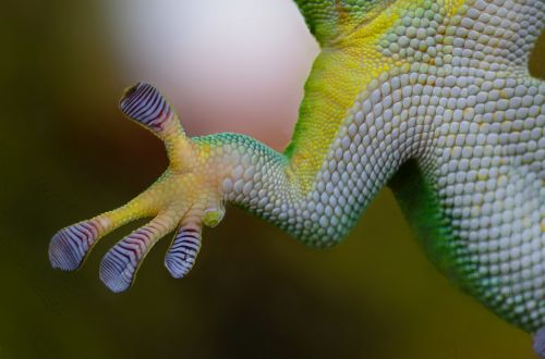 gecko hand sticky