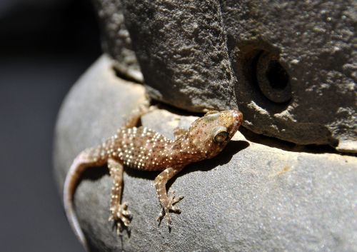 gecko animal barcelona