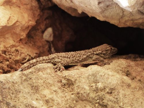 gecko dragon lizard