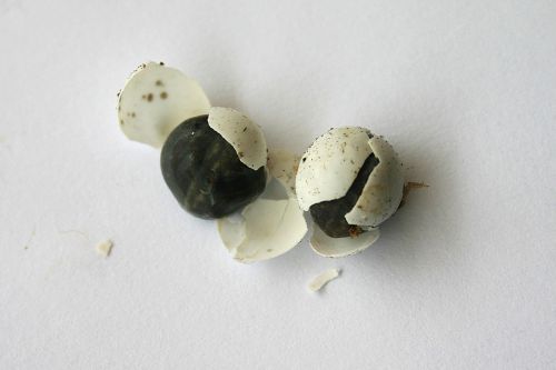 Gecko Eggs