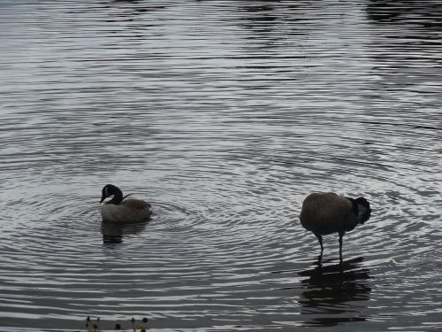geese lake water