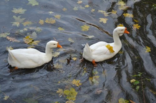 geese autumn pond