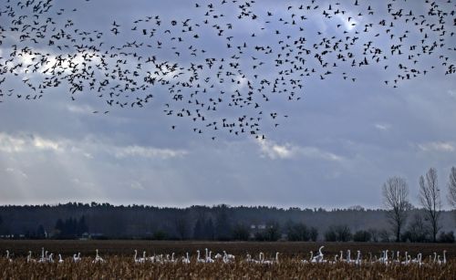 geese flock of birds migratory bird