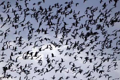 geese flock of birds bird