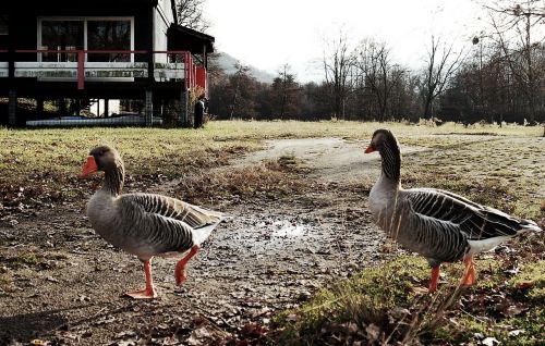 geese oca nature