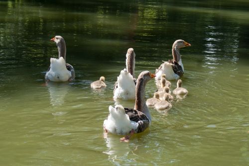 geese family water plan