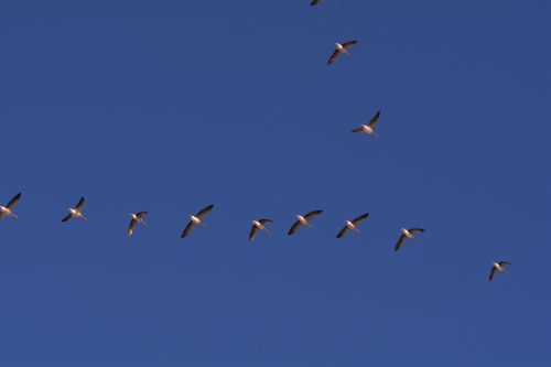 geese flight bird flight