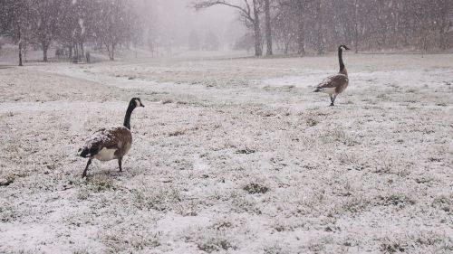 geese snow snowy park