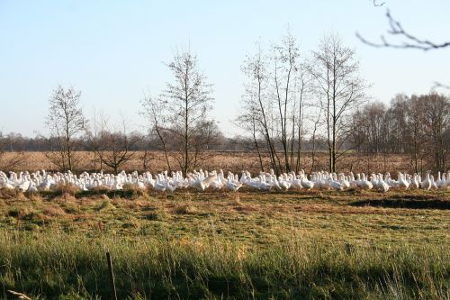 geese goose meadow nature