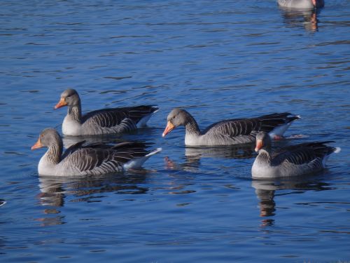 geese lake nature