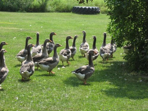 geese farm flock