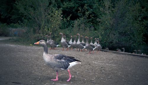 geese goose walking