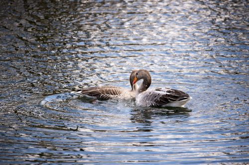 geese water birds fowl