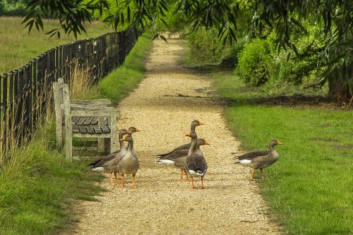 geese nature park