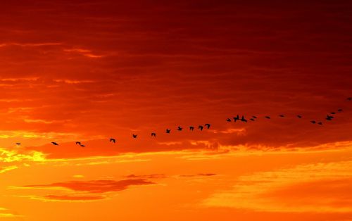 geese flying sunrise