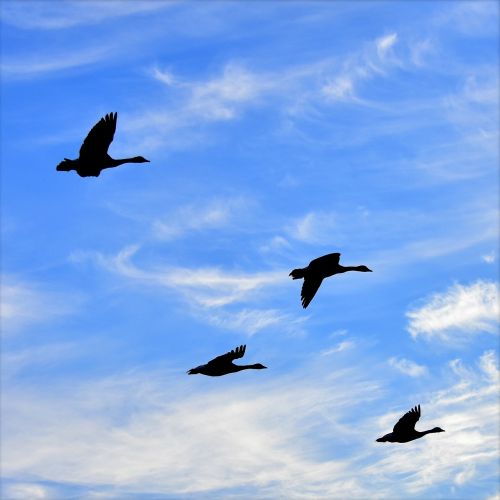 geese air birds