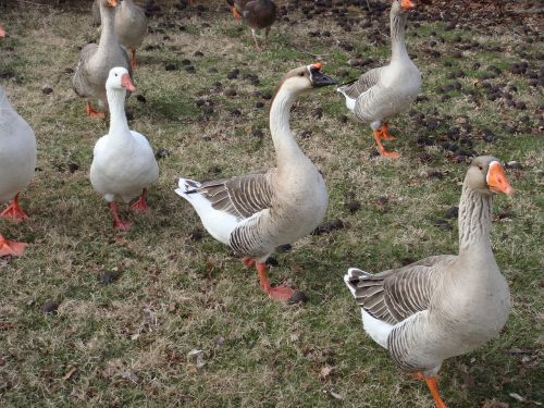 geese ducks nature