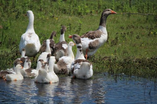 geese body of water river