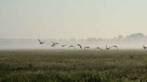 geese morning fog