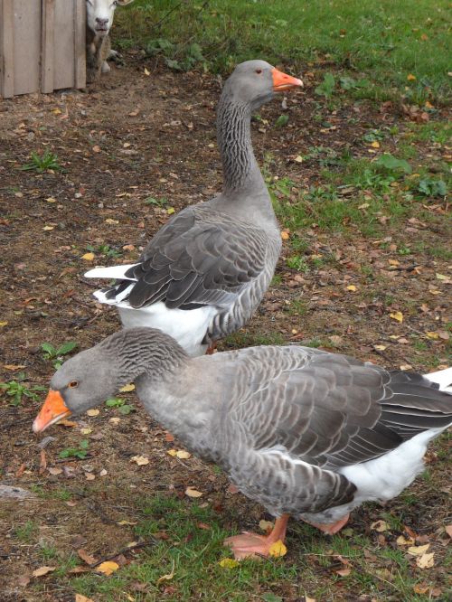 geese birds goose