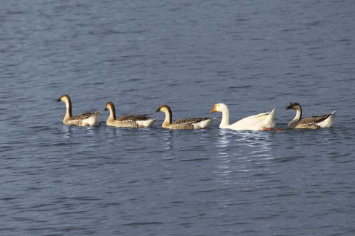 geese swimming ocean