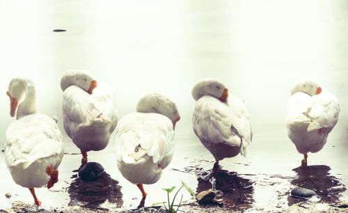 geese sleeping birds swan