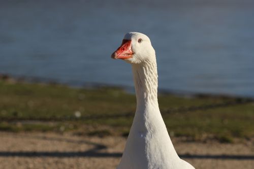 geese ave animals