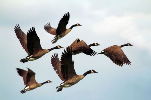 geese birds flock