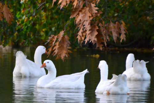 geese animals swim