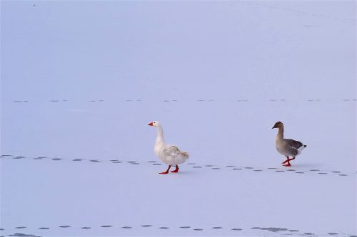 geese snow ice