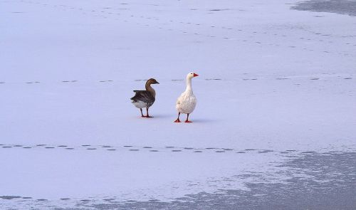 geese snow ice