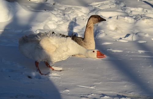 geese snow sunlight